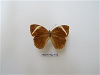 藏品(玉帶黛眼蝶)的圖片